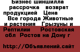 Бизнес шиншилла, рассрочка - возврат продукцией › Цена ­ 4 500 - Все города Животные и растения » Грызуны и Рептилии   . Ростовская обл.,Ростов-на-Дону г.